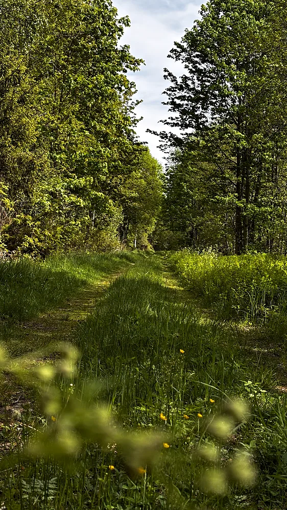 Grön skogsväg med högt gräs en sommardag