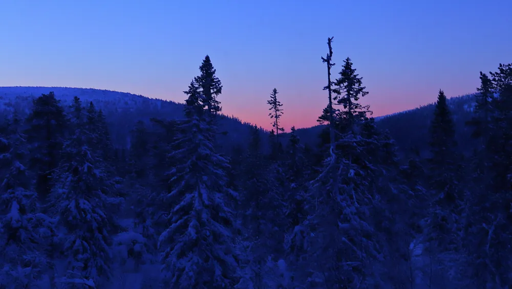 Snötäckt granskog i blå timmen med rosa horisont